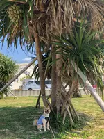 瀬長島ウミカジテラスの写真・動画_image_350419