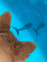 海洋博公園の写真・動画_image_350760