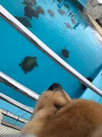 海洋博公園の写真・動画_image_350761