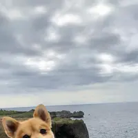 万座毛の写真・動画_image_351118