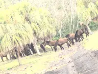 開聞山麓自然公園の写真・動画_image_352426