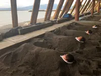 砂むし会館 砂楽 の写真・動画_image_352466