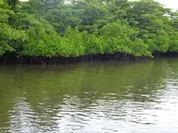 西表島の写真・動画_image_352765