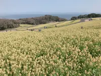 あわじ花さじきの写真・動画_image_352827