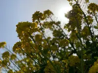 あわじ花さじきの写真・動画_image_352839