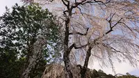高麗神社の写真・動画_image_352912