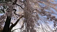 高麗神社の写真・動画_image_352913
