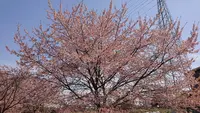 北浅羽桜堤公園の写真・動画_image_352919