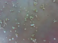 竹富島の写真・動画_image_353080