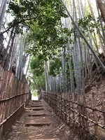 佐倉サムライの古径 ひよどり坂の写真・動画_image_353107