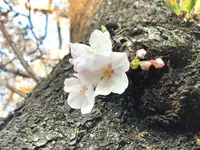 六実さくら通りの写真・動画_image_353718