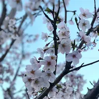 六実さくら通りの写真・動画_image_353719