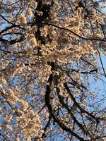 六実さくら通りの写真・動画_image_353721