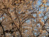 六実さくら通りの写真・動画_image_353722