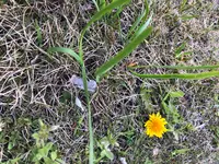 六実さくら通りの写真・動画_image_353723