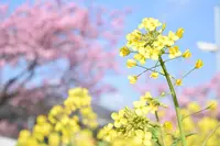 河津桜まつりの写真・動画_image_354278