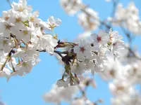 宇治橋の写真・動画_image_354725