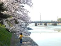 宇治橋の写真・動画_image_354727