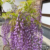 天龍寺の写真・動画_image_356558