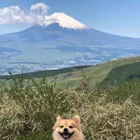 芦ノ湖スカイラインの写真・動画_image_356626