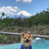 芦ノ湖スカイラインの写真・動画_image_356627