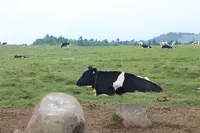 美しの塔の写真・動画_image_359536