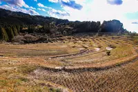 大山千枚田の写真・動画_image_359607