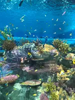 DMMかりゆし水族館の写真・動画_image_359616