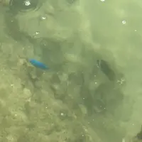 大度浜海岸の写真・動画_image_359617