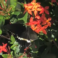大度浜海岸の写真・動画_image_359618