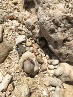 大度浜海岸の写真・動画_image_359624