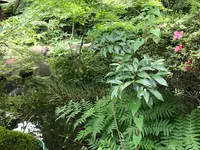 奥湯河原温泉 青巒荘（せいらんそう）の写真・動画_image_359636