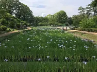 小田原城址公園の写真・動画_image_359910