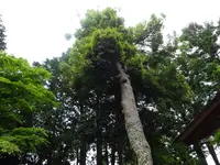 日吉大社 東本宮 本殿の写真・動画_image_360642