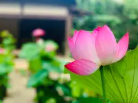 常寂光寺の写真・動画_image_360802