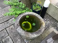 八幡堀の写真・動画_image_361989