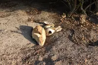 大久野島の写真・動画_image_362150