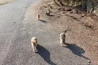 大久野島の写真・動画_image_362152