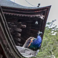 雨引山楽法寺（雨引観音）の写真・動画_image_362272