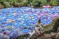 雨引山楽法寺（雨引観音）の写真・動画_image_362274