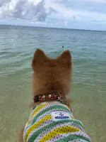ウッパマビーチの写真・動画_image_362439
