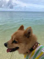 ウッパマビーチの写真・動画_image_362440