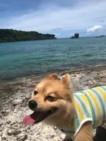 恩納海浜公園ナビービーチの写真・動画_image_362447