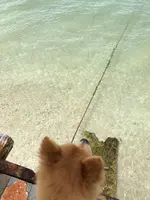ウッパマビーチの写真・動画_image_362470