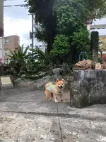 やむちん通りの写真・動画_image_362533