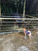 琉球村の写真・動画_image_362720