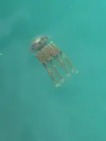 海中道路の写真・動画_image_362995
