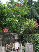 古民家食堂てぃーらぶいの写真・動画_image_363003