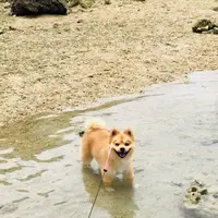 兼久ビーチの写真・動画_image_363012