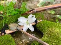 退蔵院の写真・動画_image_363525